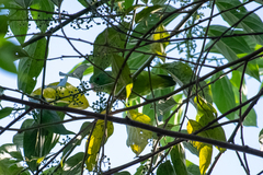 Forpus crassirostris