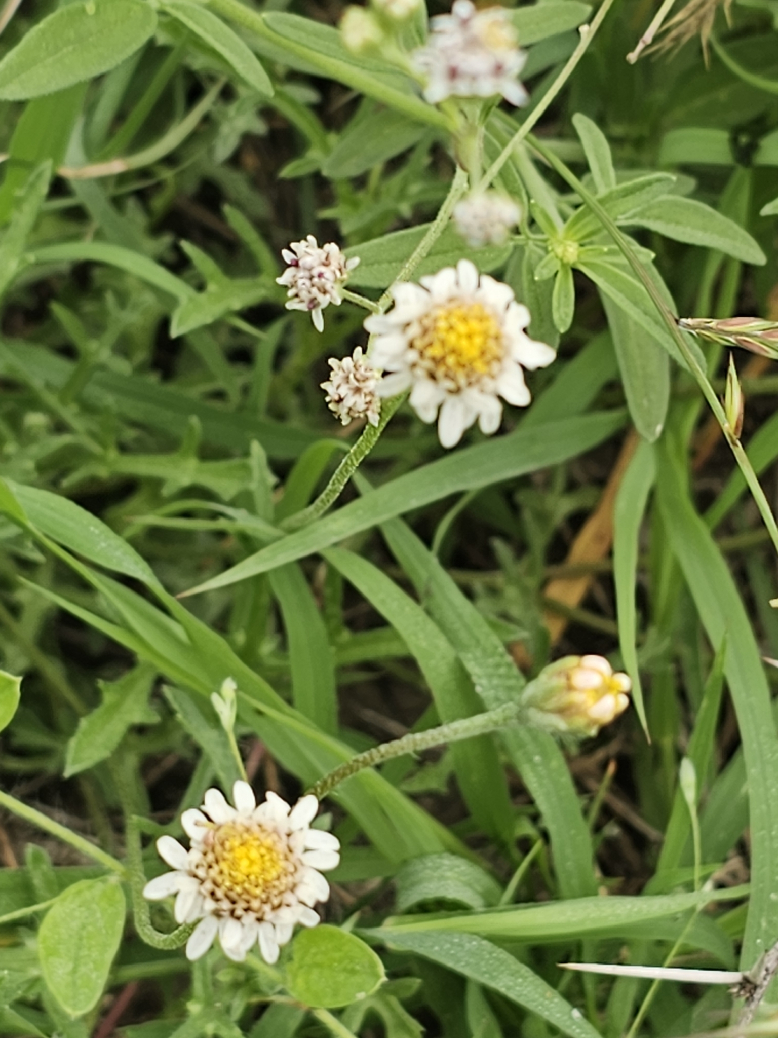 Tridax coronopifolia