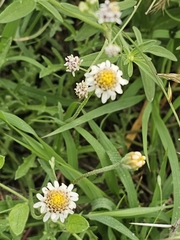 Tridax coronopifolia, photograph (c) Liliana Ramírez-Freire, some rights reserved (CC BY)