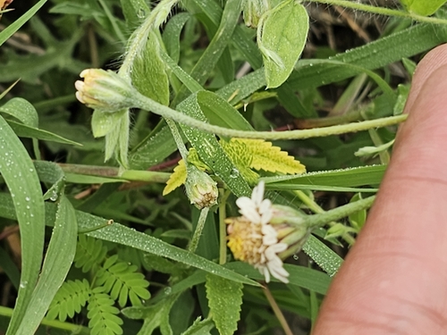 Tridax coronopifolia, photograph 4