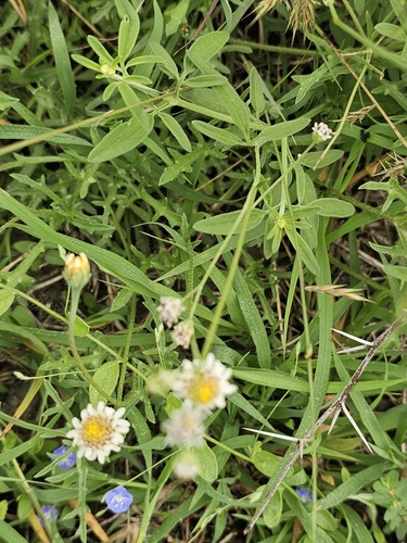 Tridax coronopifolia, photograph 5