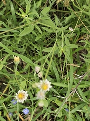 Tridax coronopifolia, photograph (c) Liliana Ramírez-Freire, some rights reserved (CC BY)