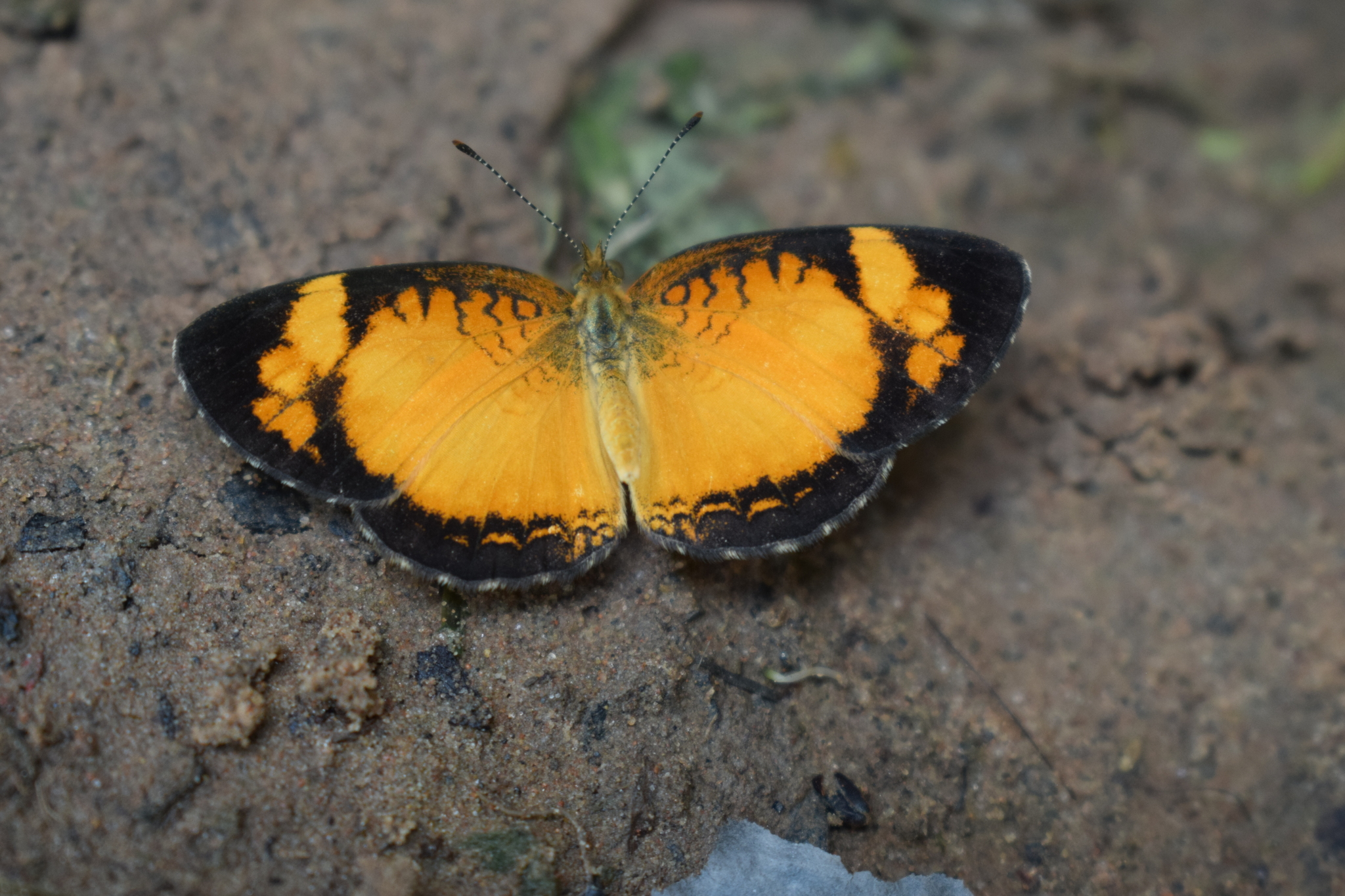 Brazilian crescent (Ortilia liriope) · iNaturalist