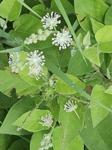 Croton humilis, photograph 3