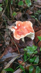 Leucopaxillus gracillimus