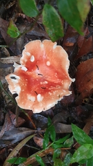 Leucopaxillus gracillimus