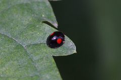 Phrynocaria congener
