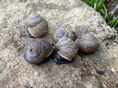 Xerarionta intercisa