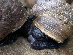 Xerarionta intercisa