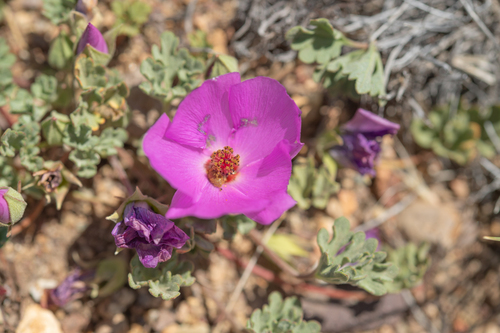 Tarasa humilis