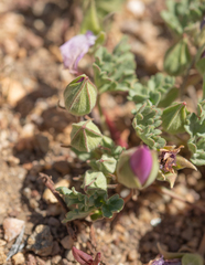 Tarasa humilis, photograph Morten Ross, CC BY, iNaturalist via GBIF
