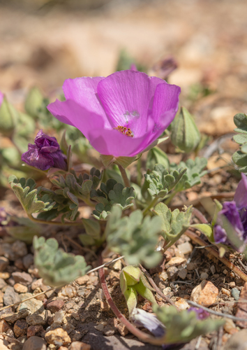 Tarasa humilis, photograph 2