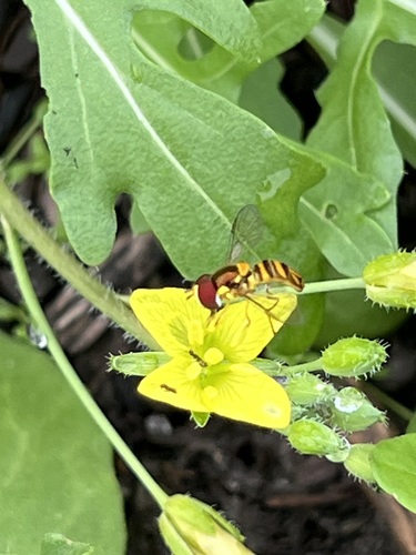 Unknown species found near Rice Military, Houston, TX, USA