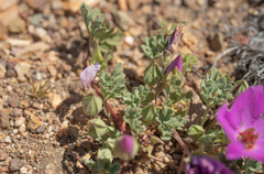 Tarasa humilis, photograph Morten Ross, CC BY, iNaturalist via GBIF