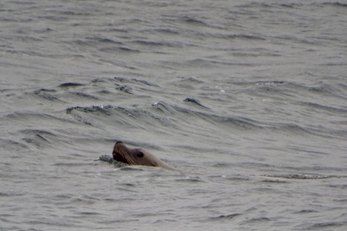 Steller Sea Lion