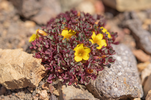 Oxalis compacta (Oxalis compacta)