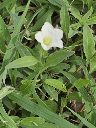 erect bouchetia (Bouchetia erecta)