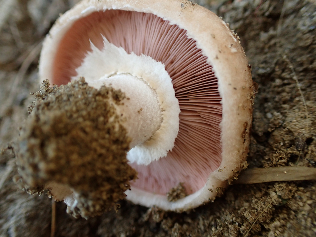 Agaricus incultorum · December 2025 · photo: © reago (iNaturalist, cc-by)