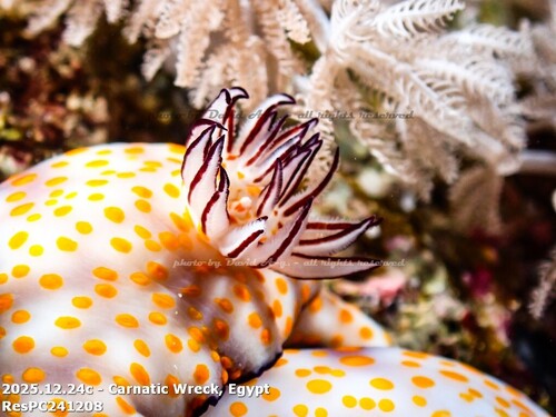 Hypselodoris pulchella