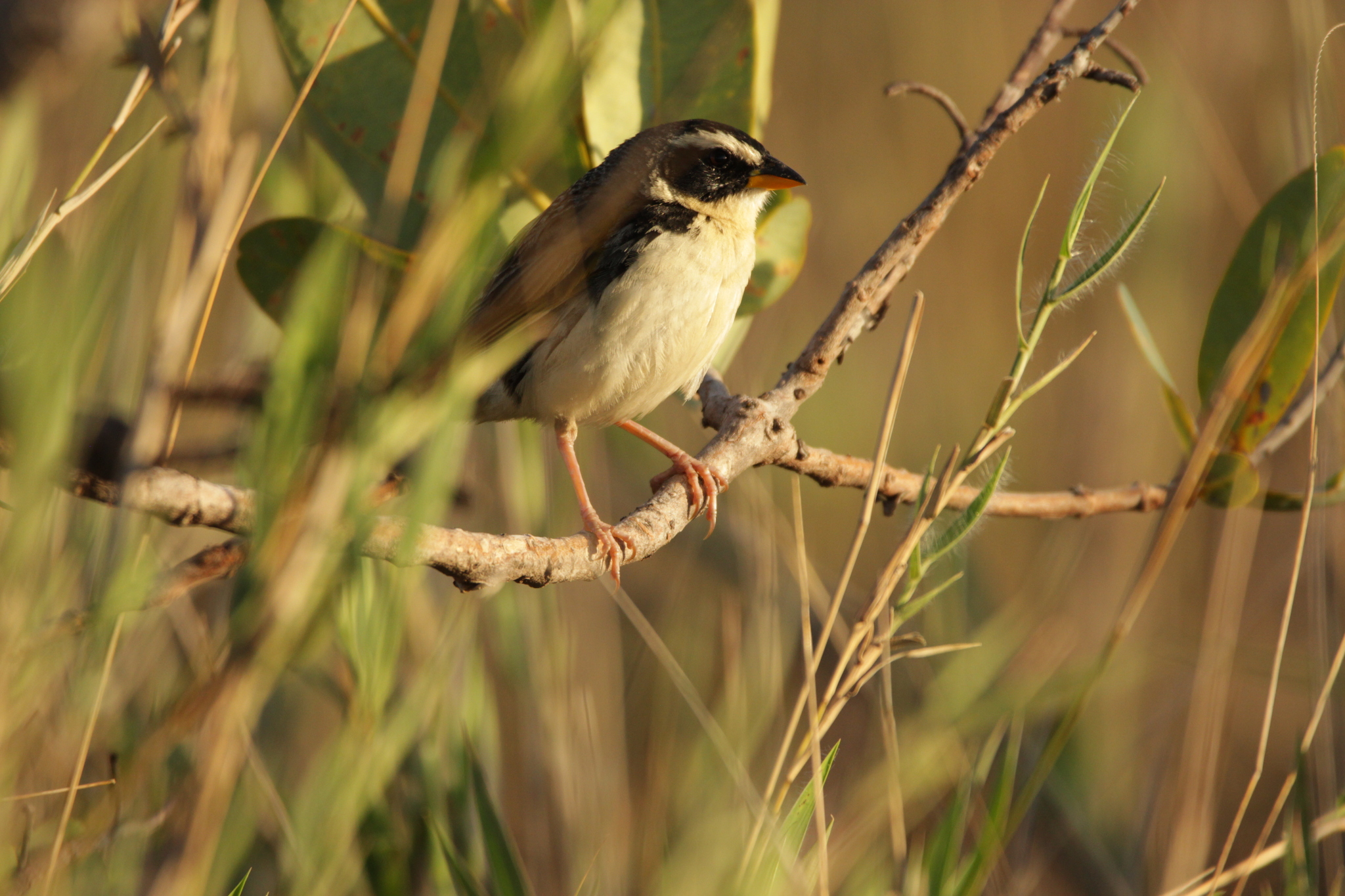Black-masked Finch (Coryphaspiza melanotis), photo 7
