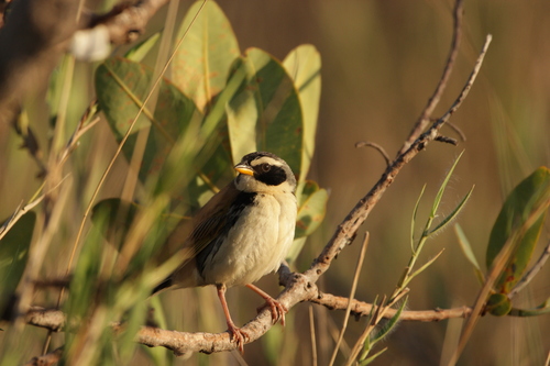 Black-masked Finch (Coryphaspiza melanotis), photo 8