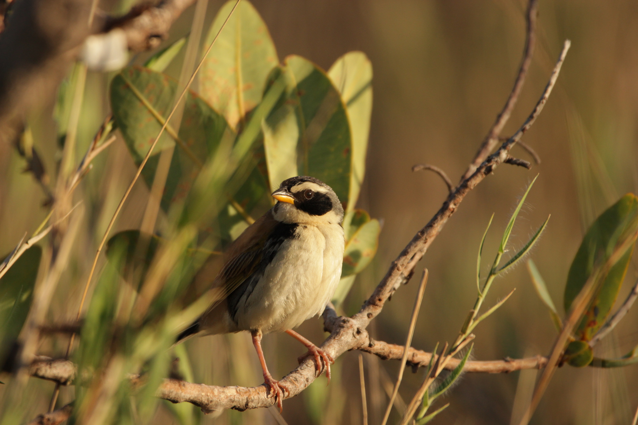 Black-masked Finch (Coryphaspiza melanotis), photo 8