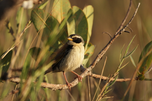 Campogors (Coryphaspiza melanotis)