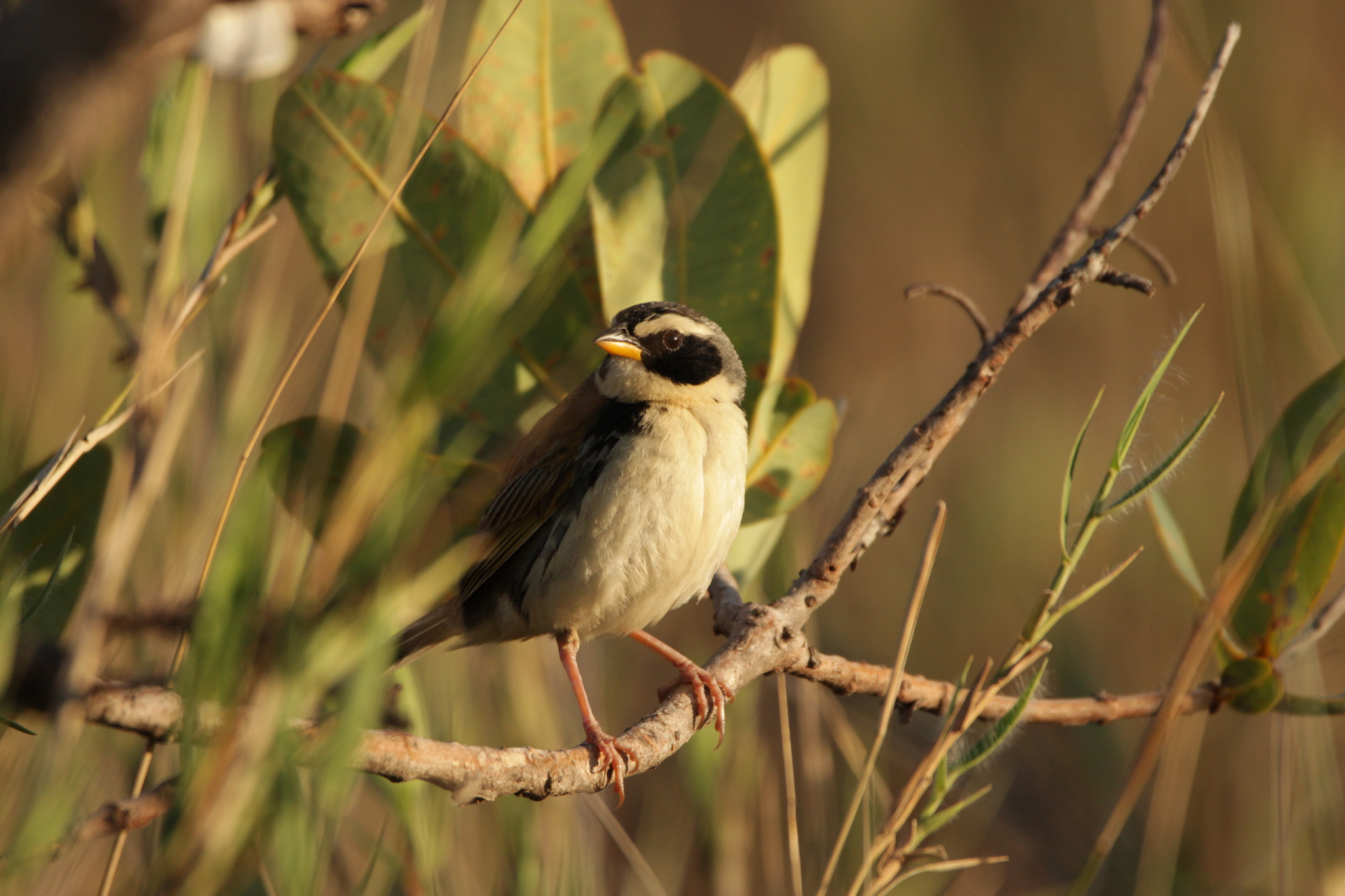 Black-masked Finch (Coryphaspiza melanotis), photo 6