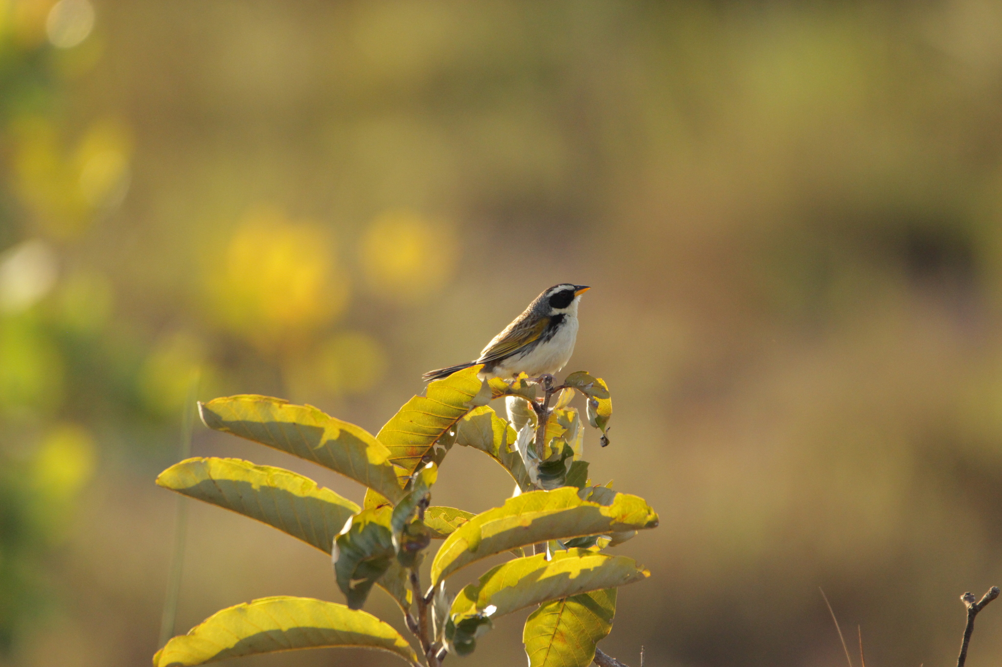 Black-masked Finch (Coryphaspiza melanotis), photo 10