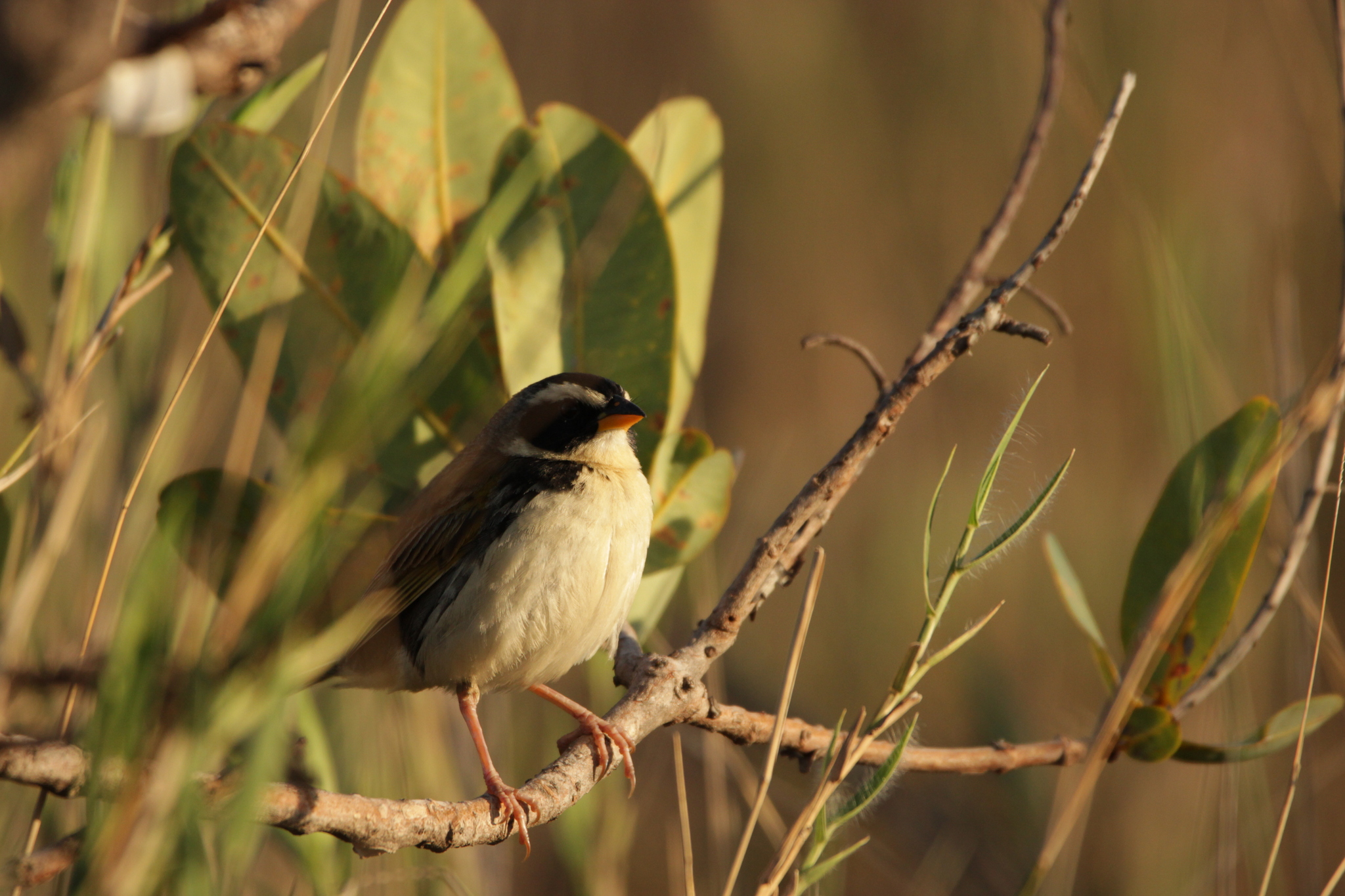Black-masked Finch (Coryphaspiza melanotis), photo 9