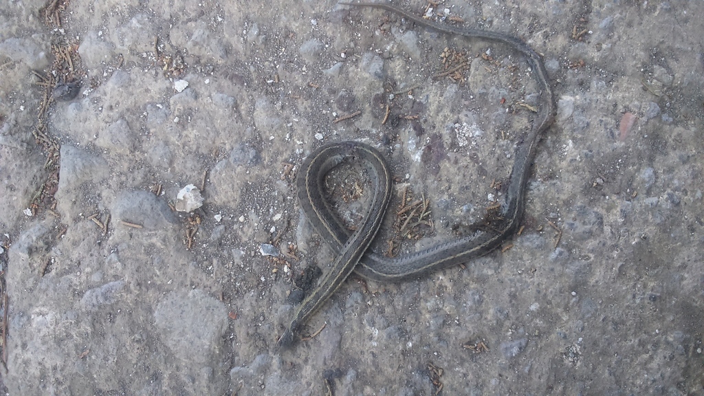 Longtail Alpine Garter Snake From Cd. De México, México On December 07 ...