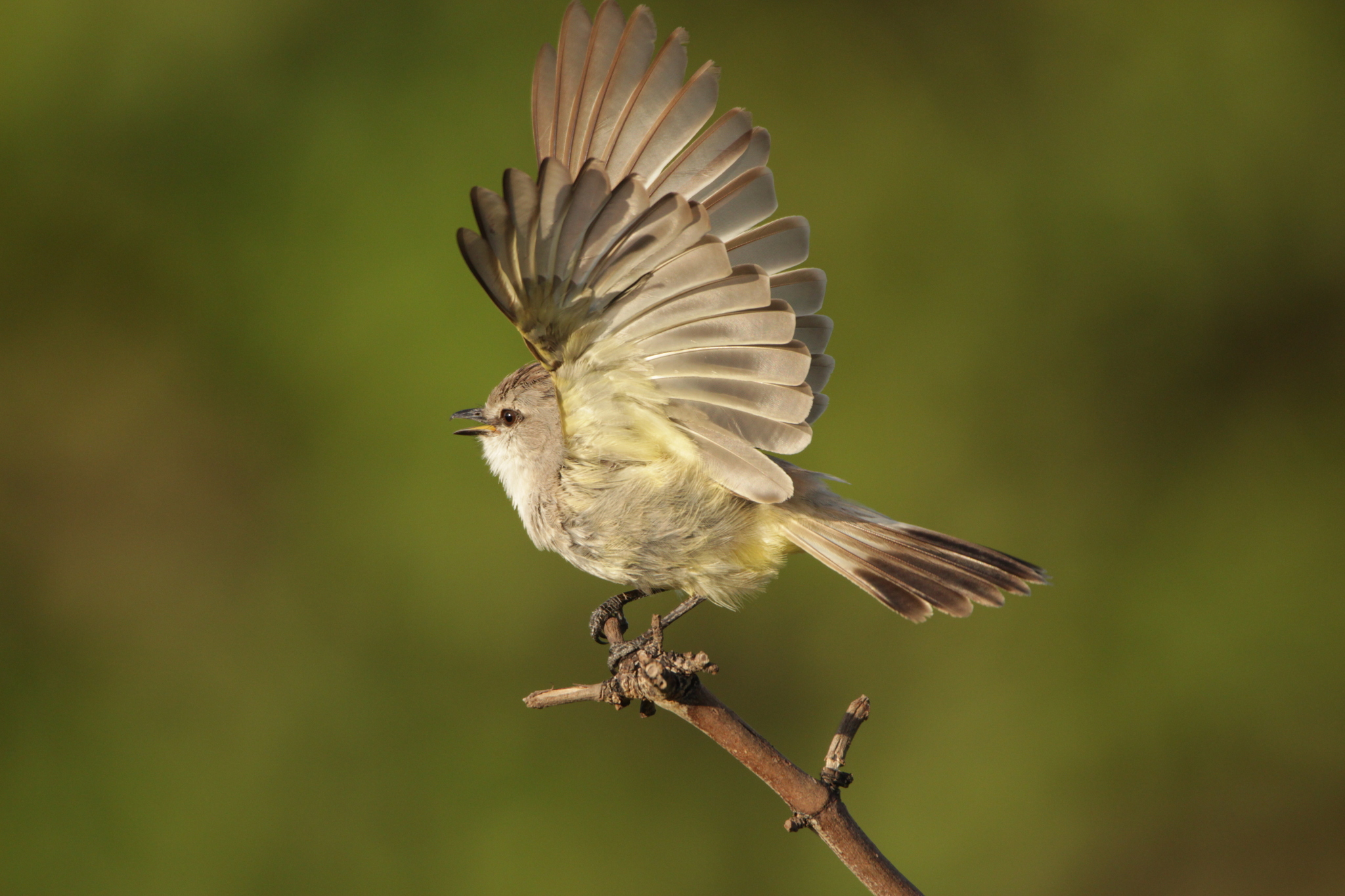 Chapada Flycatcher (Guyramemua affine), photo 8