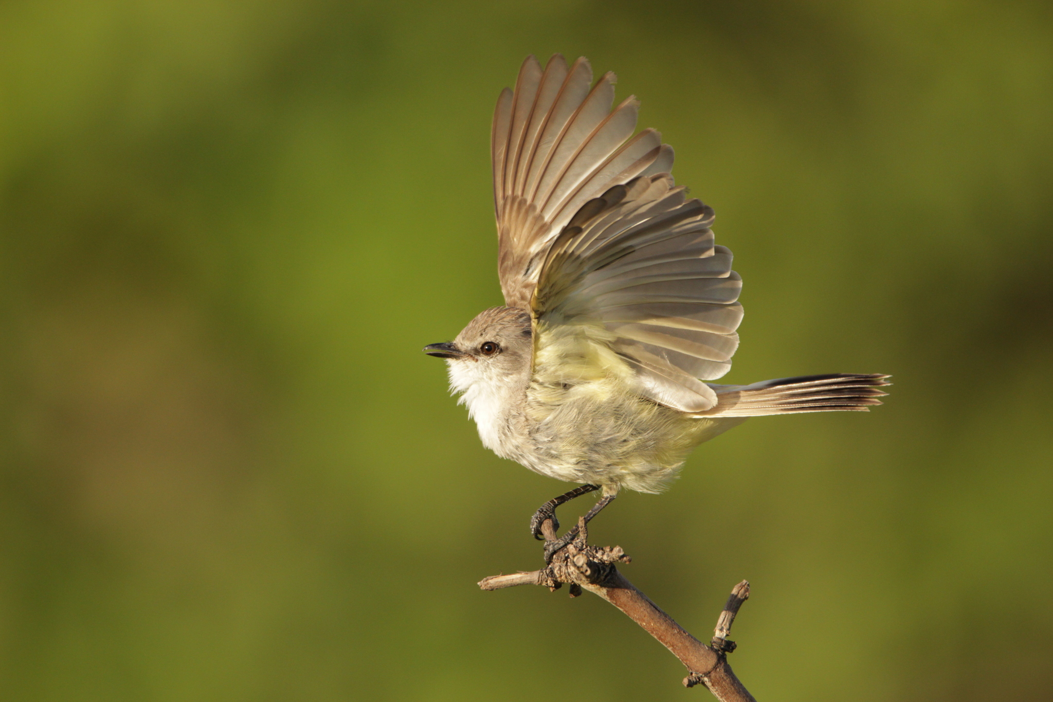 Chapada Flycatcher (Guyramemua affine), photo 9