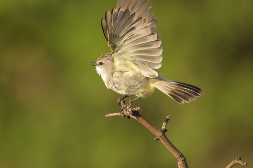 Chapada Flycatcher (Guyramemua affine), photo 7