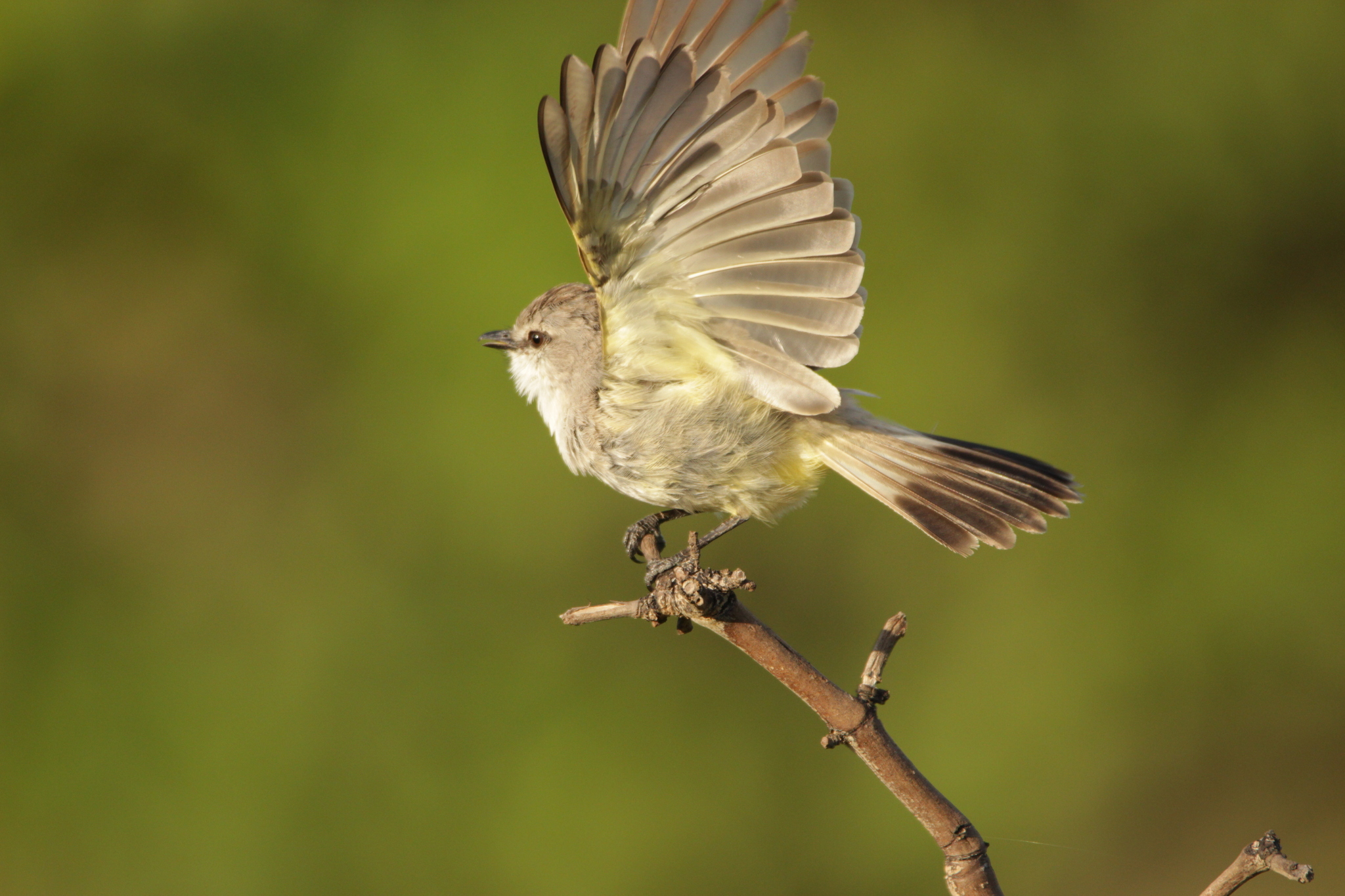 Chapada Flycatcher (Guyramemua affine), photo 7