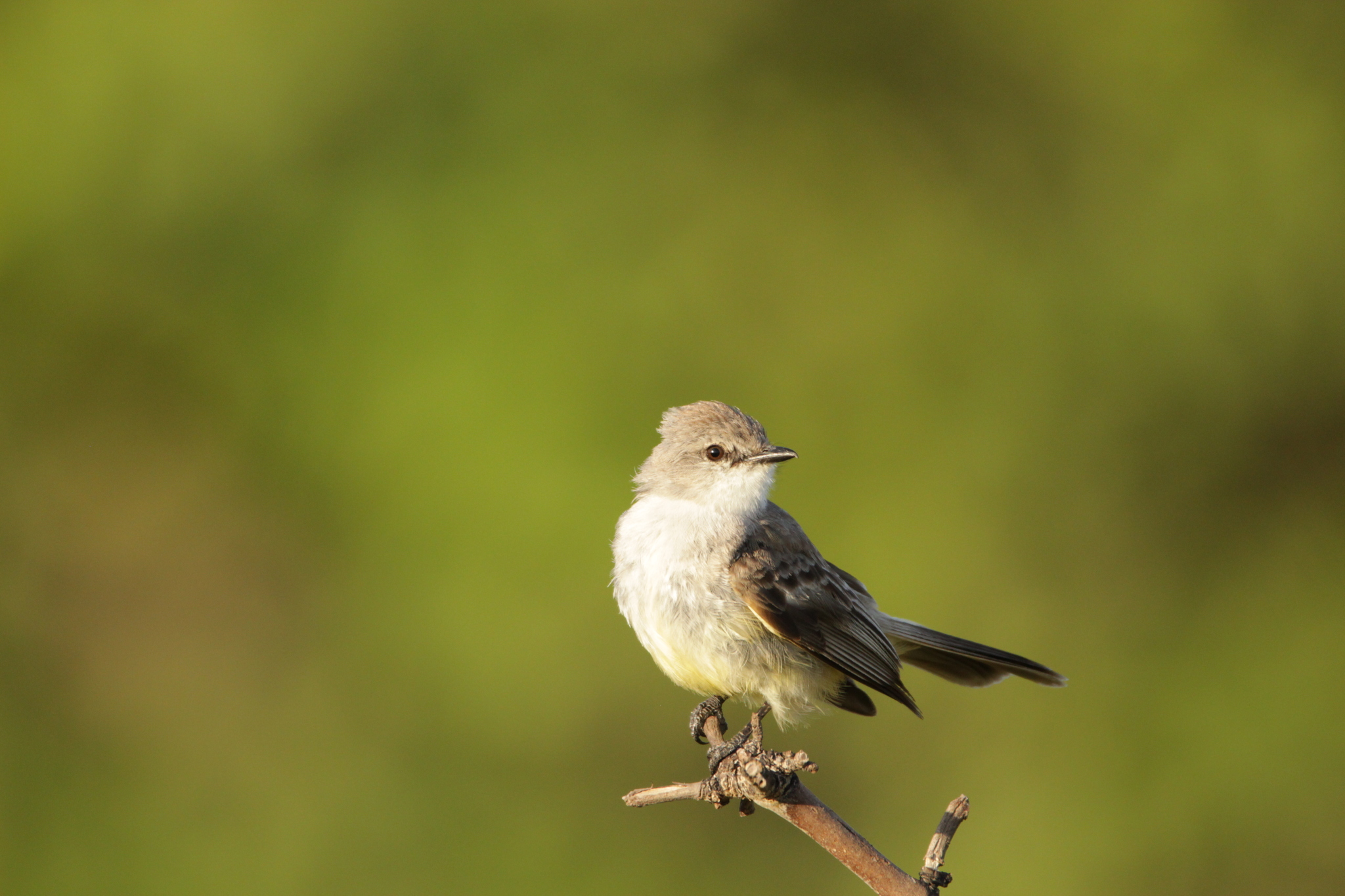 Chapada Flycatcher (Guyramemua affine), photo 10