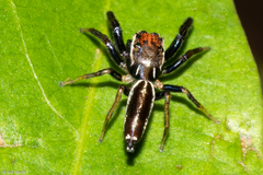 Cotinusa trifasciata