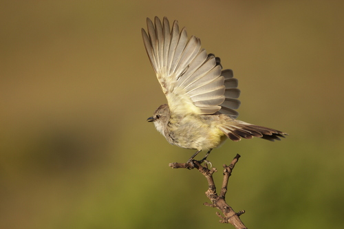 Chapada Flycatcher (Guyramemua affine), photo 6