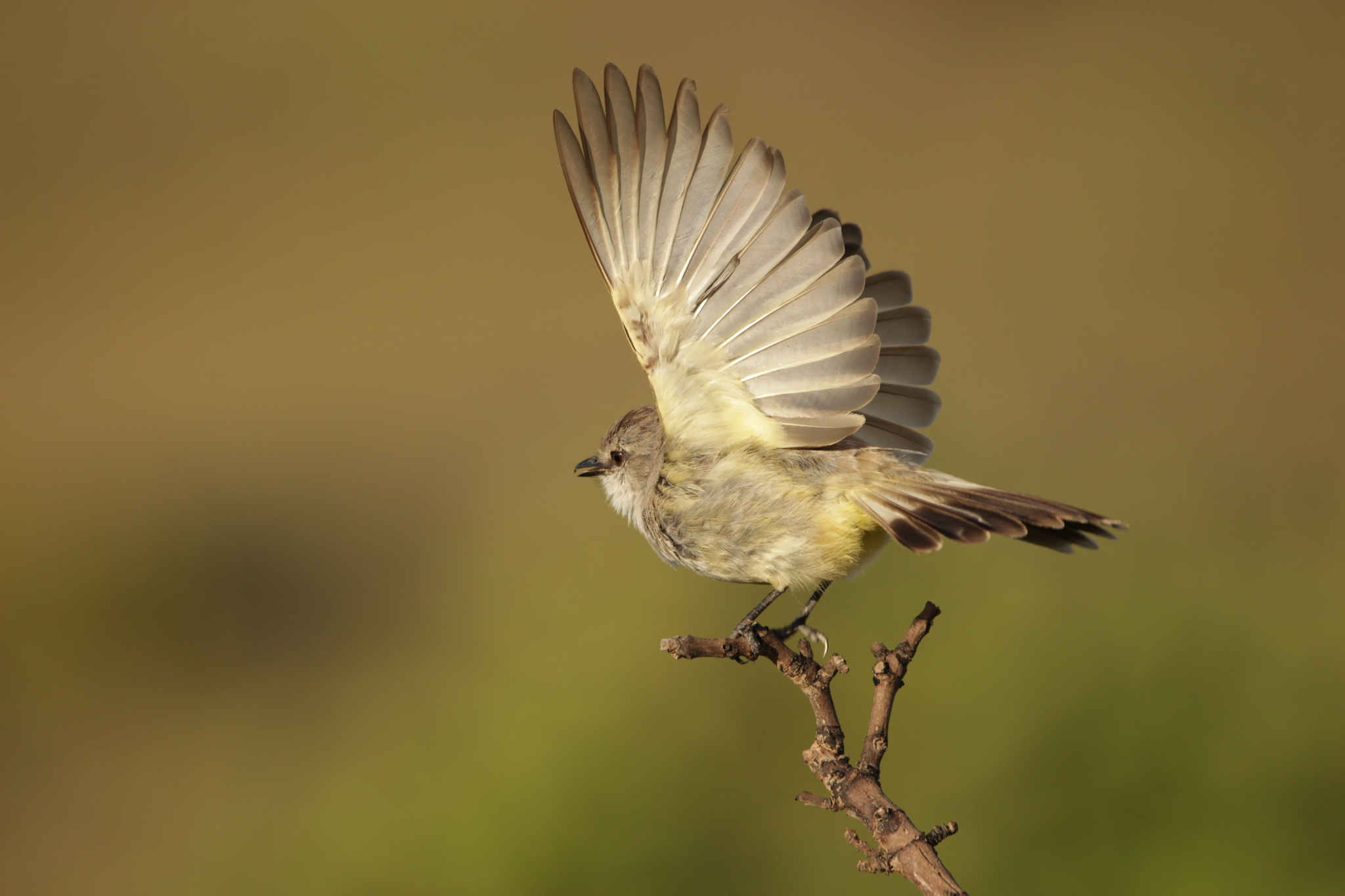 Chapada Flycatcher (Guyramemua affine), photo 6