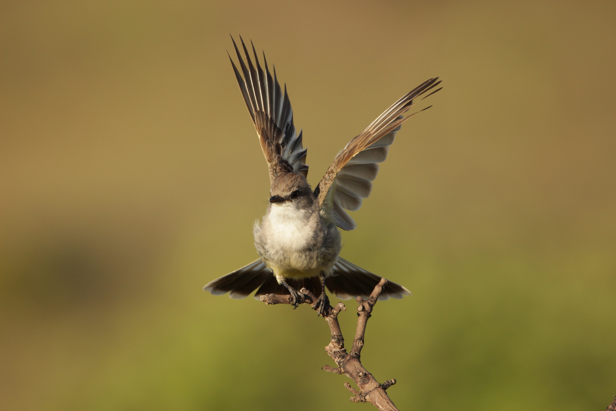 Chapada Flycatcher (Guyramemua affine), photo 3
