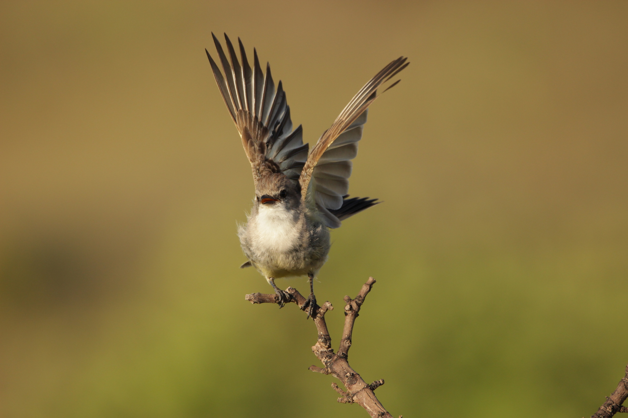 Chapada Flycatcher (Guyramemua affine), photo 4