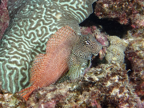 Leopard blenny (Exallias brevis) — Blenniidae — 5