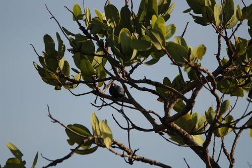 Blue Finch (Rhopospina caerulescens), photo 10