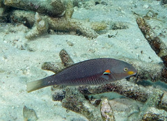 Stethojulis bandanensis