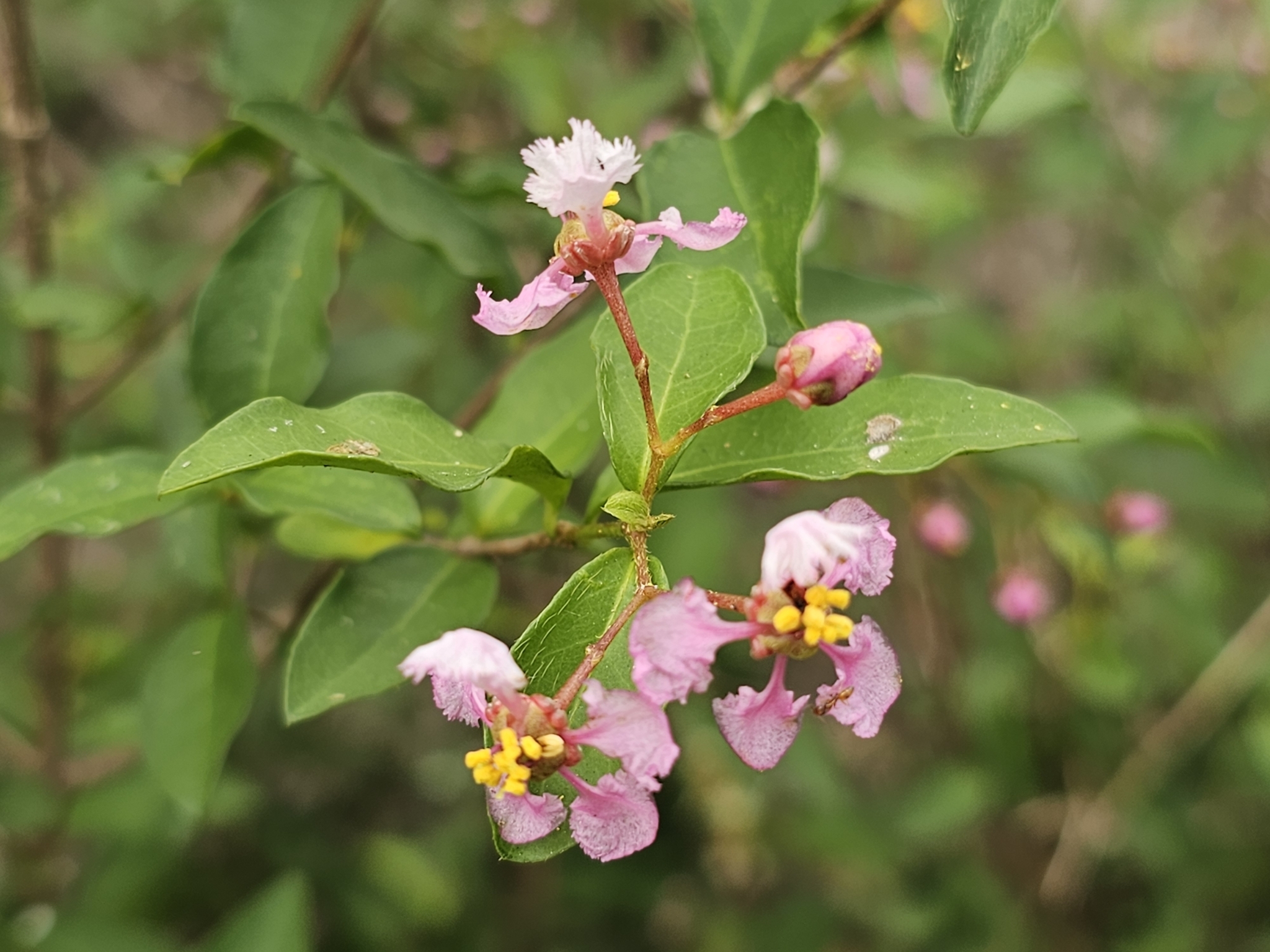 Wild Crapemyrtle (Malpighia glabra)