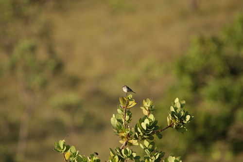 Plumbeous Seedeater (Sporophila plumbea), photo 2