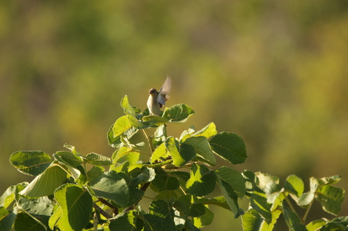 Plumbeous Seedeater (Sporophila plumbea), photo 9