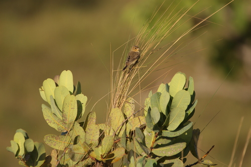 Plumbeous Seedeater (Sporophila plumbea), photo 6