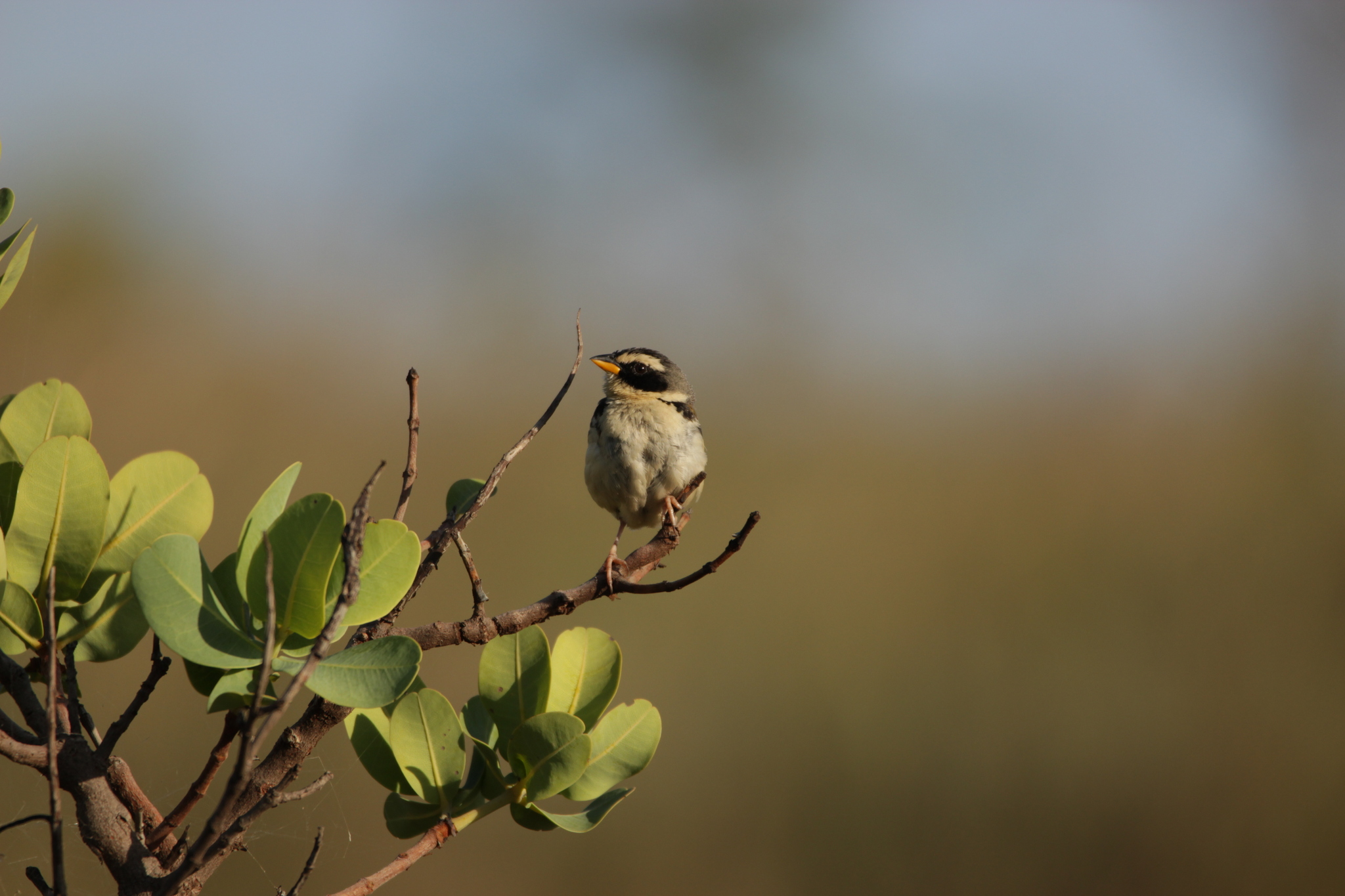 Black-masked Finch (Coryphaspiza melanotis), photo 2