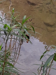 Siproeta epaphus epaphus